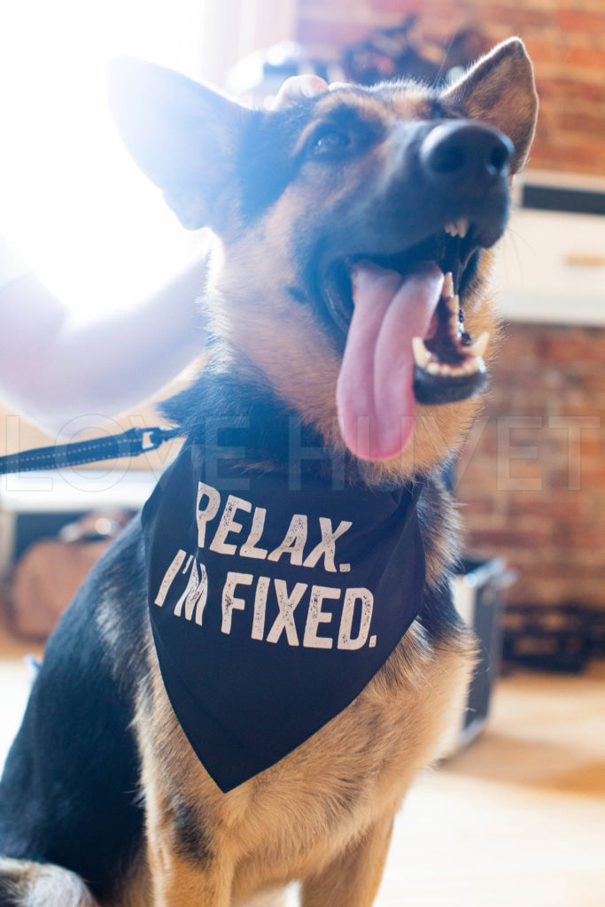 Relax I'm Fixed Bandana/Collar | SNARK CITY